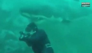 Un énorme requin blanc frôle un plongeur, les images saisissantes (vidéo)