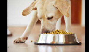 Alimentation du chien : tout savoir pour bien le nourrir