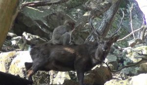 Japon : Des femelles macaques et des cerfs surpris en plein acte sexuel (Vidéo)