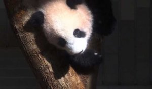 Un zoo de Tokyo présente son bébé panda né il y a 6 mois