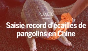 Saisie record d'écailles de pangolins, l'animal le plus braconné au monde