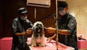 Inde: un hôtel de luxe pour chiens ouvre à Delhi