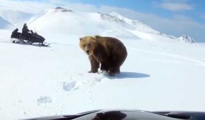 Rencontre tendue entre un ours et un homme en motoneige (vidéo)
