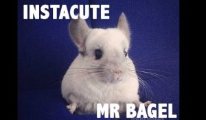 Mr Bagel, le chinchilla le plus populaire d'Instagram !
