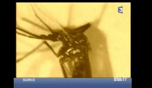 Les moustiques tigres potentiellement porteurs de virus surveillés dans le Var