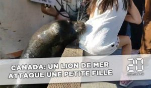 Canada: Un lion de mer attaque une petite fille