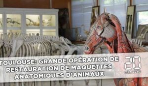 Toulouse: Cheval, œuf, dindon... ils vont restaurer des maquettes anatomiques rares