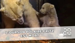 Fritz, le petit ours polaire du zoo de Berlin est mort