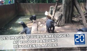 Les images d'ours faméliques au zoo de Bandung révoltent la Toile