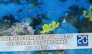 Premières images d'un récif de corail insoupçonné au Brésil