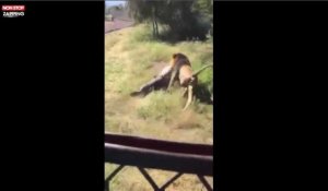 Afrique du Sud : Un lion affamé attaque un homme lors d'un safari, la vidéo choc !