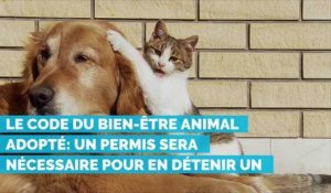Le code du Bien-être animal adopté