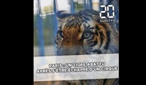 Paris: Un tigre abattu après s'être échappé d'un cirque