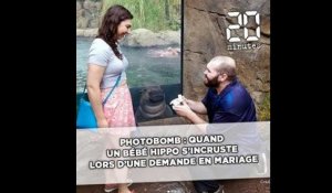 Photobomb : Quand un bébé hippo s'incruste lors d'une demande en mariage
