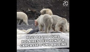 Plus de 20 ours polaires massés autour de la carcasse d'une baleine