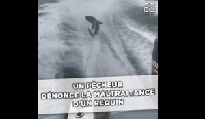 Un pêcheur dénonce la maltraitance d'un requin