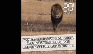 Xanda, le fils du lion Cecil, à son tour abattu par des chasseurs