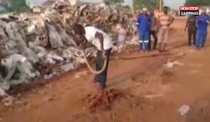 Afrique : Un homme attrape et endort un serpent à mains nues (Vidéo)