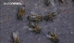 Les néonicotinoïdes bannis pour de bon