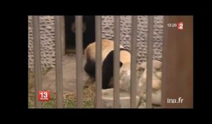 Présentation des pandas chinois