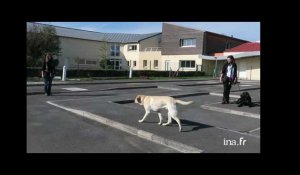 Les chiens guides d'aveugles à l'école de Coubert