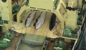 Le Japon relance la chasse commerciale des baleines
