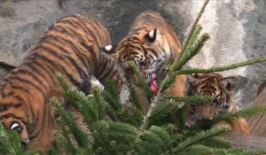 Festin de sapins de Noël pour les animaux d'un zoo de Berlin