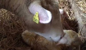 Belle surprise aux ovinpiades : la naissance d'agneaux