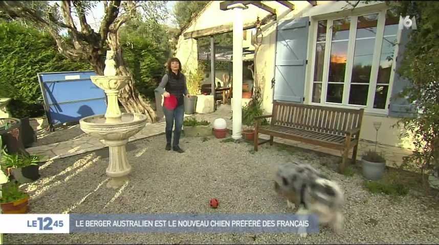 Le Berger Australien Est Le Nouveau Chien Préféré Des Français