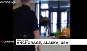 Alaska : quand un orignal casse la croûte dans le hall d'un hôpital