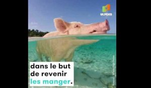 Cette plage des Caraïbes est habitée par des cochons