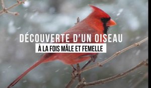 Découverte d'un oiseau à la fois mâle et femelle