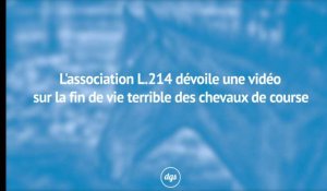 L'association L.214 dévoile une vidéo sur la fin de vie terrible des chevaux de course