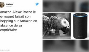 Quand un perroquet utilise une enceinte connectée Amazon pour faire du shopping.