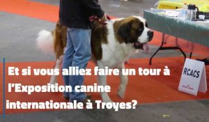 Un tour à l'exposition canine de Troyes ?