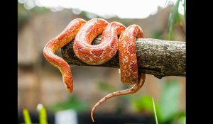Pau. Un serpent de 1,20 m découvert dans une boutique de robes de mariées