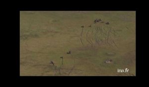 Botswana : éléphants dans les marais