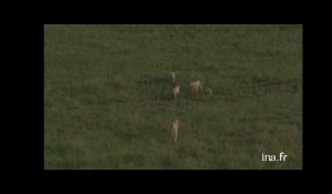 Kenya : guépards dans la plaine