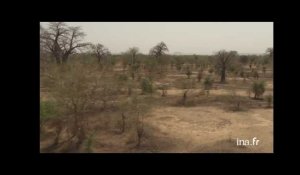 Mali : forêt de baobabs
