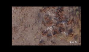 Botswana : cendres d'arbres brûlés