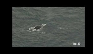 Gabon : groupe de baleines dans l'Océan Atlantique