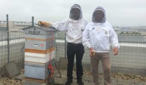 Collecte de miel dans les ruches d'Orange