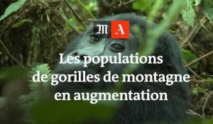 La population des gorilles de montagnes en augmentation