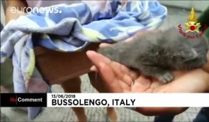 Trois adorables chatons sauvés par des pompiers italiens pleins de ressources