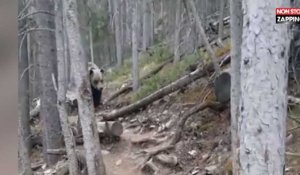 Canada : Des touristes australiens tombent nez-à-nez avec un grizzly (Vidéo)