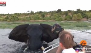 Botswana : Un éléphant attaque un bateau de touristes (Vidéo)