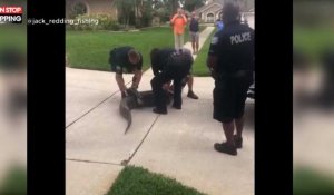 Floride : Un alligator met KO une policière et un trappeur (Vidéo)