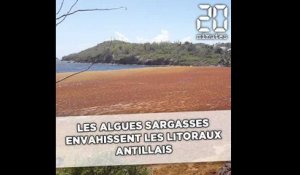 Les algues sargasses envahissent les Antilles