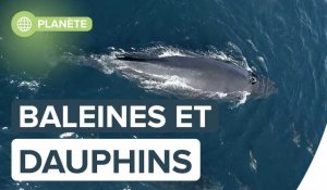 Exceptionnel : 1.500 dauphins jouent avec un bébé baleine à bosse | Futura