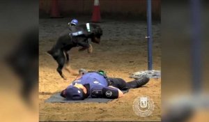 Poncho, le chien policier spécialiste des massages cardiaques
